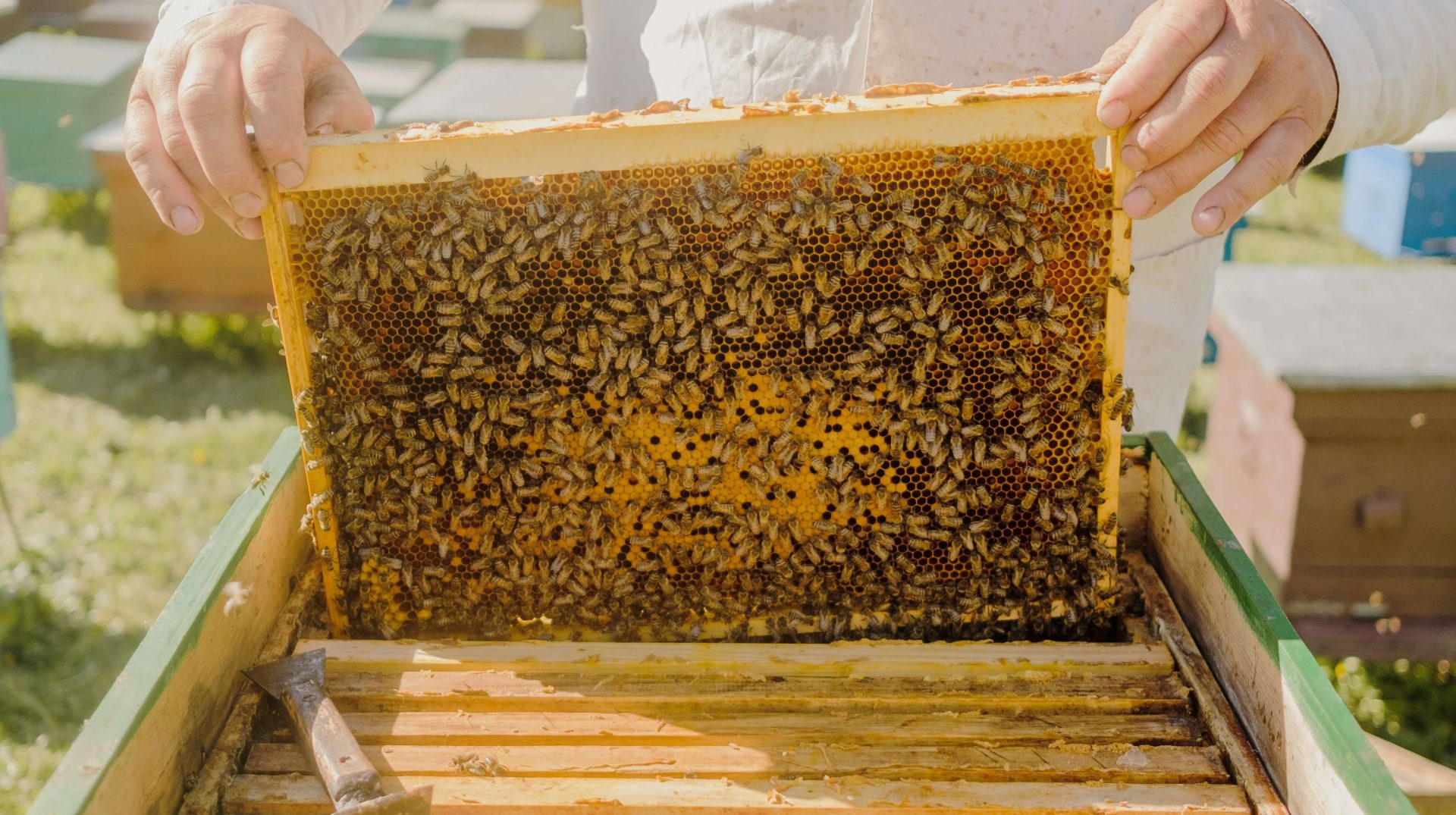 نگهداری از زنبور عسل با کندوی هوشمند کندووان پلاس
